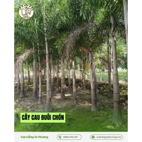 Cây Cau Đuôi Chồn Lóng