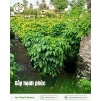 Cây Hạnh Phúc