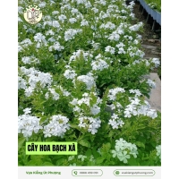 Cây Bạch Xà C10