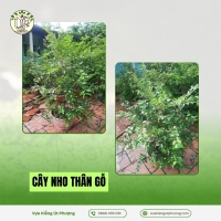 Cây Nho Thân Gỗ