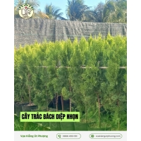 Cây Trắc Bách Diệp Nhọn