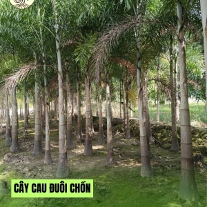 Cây Cau Đuôi Chồn Lóng