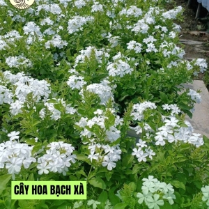 Cây Bạch Xà C10