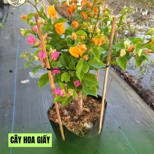Cây Hoa Giấy Đỏ