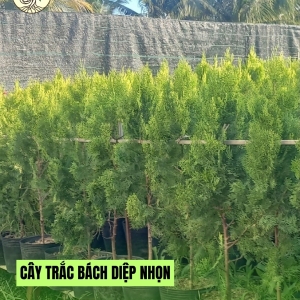 Cây Trắc Bách Diệp Nhọn