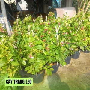 Cây Trang Leo