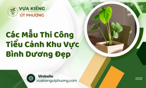 Các Mẫu Thi Công Tiểu Cảnh Khu Vực Bình Dương Đẹp