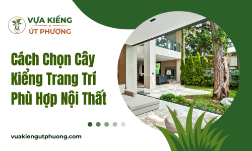 Cách Chọn Cây Kiểng Trang Trí Phù Hợp Nội Thất