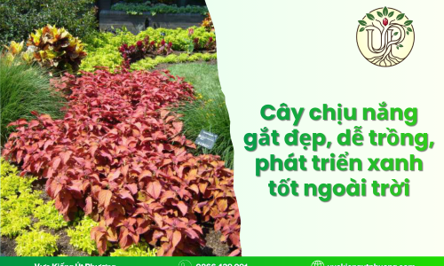 Cây chịu nắng gắt đẹp, dễ trồng, phát triển xanh tốt ngoài trời