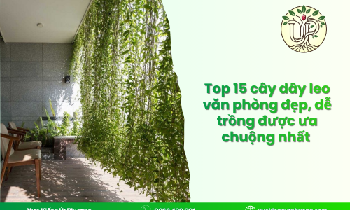 Top 15 cây dây leo văn phòng đẹp, dễ trồng được ưa chuộng nhất    