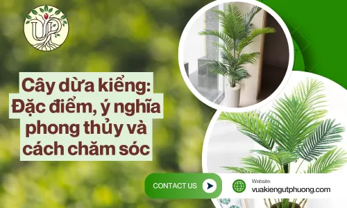 Cây dừa kiểng: Đặc điểm, ý nghĩa phong thủy và cách chăm sóc