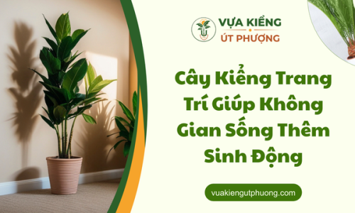 Cây Kiểng Trang Trí Giúp Không Gian Sống Thêm Sinh Động