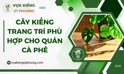Cây Kiểng Trang Trí Phù Hợp Cho Quán Cà Phê
