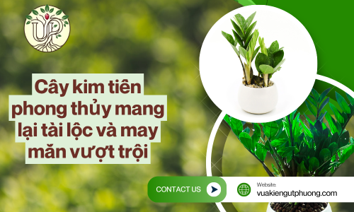 Cây kim tiền phong thủy mang lại tài lộc và may mắn vượt trội