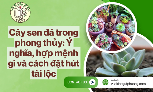 Cây sen đá trong phong thủy: Ý nghĩa, hợp mệnh gì và cách đặt hút tài lộc