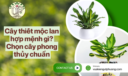 Cây thiết mộc lan hợp mệnh gì? Chọn cây phong thủy chuẩn