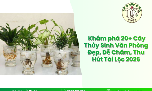 Khám phá 20+ Cây Thủy Sinh Văn Phòng Đẹp, Dễ Chăm, Thu Hút Tài Lộc 2026