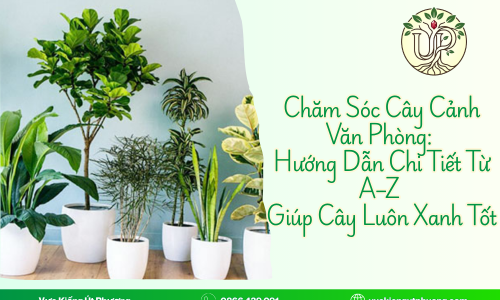 Chăm Sóc Cây Cảnh Văn Phòng: Hướng Dẫn Chi Tiết Từ A–Z Giúp Cây Luôn Xanh Tốt