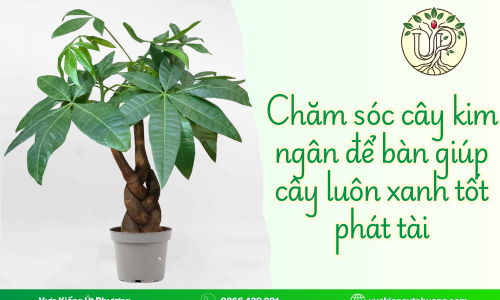 Chăm sóc cây kim ngân để bàn giúp cây luôn xanh tốt phát tài
