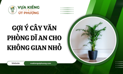 Gợi Ý Cây Văn Phòng Dĩ An Cho Không Gian Nhỏ