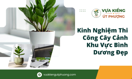 Kinh Nghiệm Thi Công Cây Cảnh Khu Vực Bình Dương Đẹp