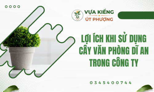 Lợi Ích Khi Sử Dụng Cây Văn Phòng Dĩ An Trong Công Ty