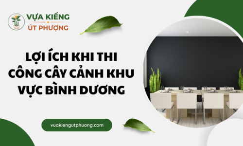 Lợi Ích Khi Thi Công Cây Cảnh Khu Vực Bình Dương