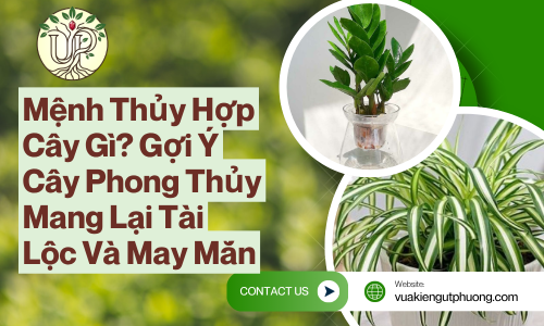 Mệnh Thủy Hợp Cây Gì? Gợi Ý Cây Phong Thủy Mang Lại Tài Lộc Và May Mắn