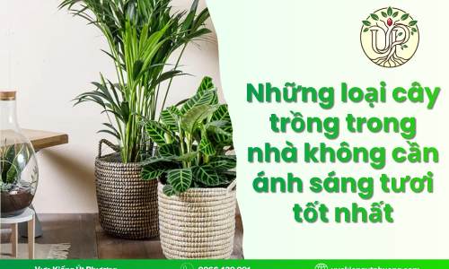 Những loại cây trồng trong nhà không cần ánh sáng tươi tốt nhất