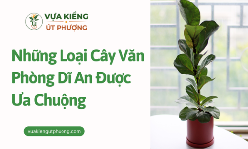 Những Loại Cây Văn Phòng Dĩ An Được Ưa Chuộng