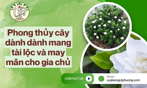 Phong thủy cây dành dành mang tài lộc và may mắn cho gia chủ