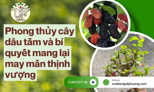 Phong thủy cây dâu tằm và bí quyết mang lại may mắn thịnh vượng
