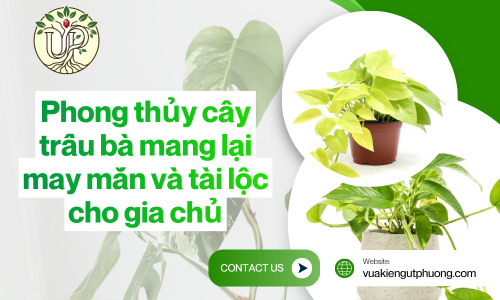 Phong thủy cây trầu bà mang lại may mắn và tài lộc cho gia chủ