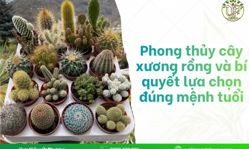 Phong thủy cây xương rồng và bí quyết lựa chọn đúng mệnh tuổi