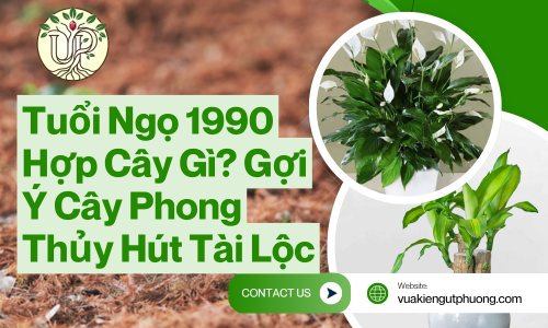 Tuổi Ngọ 1990 Hợp Cây Gì? Gợi Ý Cây Phong Thủy Hút Tài Lộc