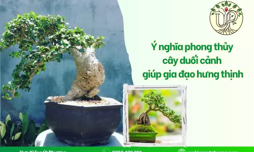 Ý nghĩa phong thủy cây duối cảnh giúp gia đạo hưng thịnh